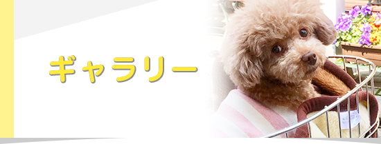ギャラリー